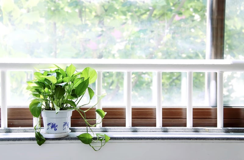 Windowsill Greens